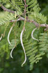 Honey locust